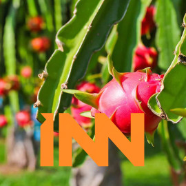 WHOLESALE WORLD FRESH DRAGON PITAYA WHITE DRAGON FRUIT